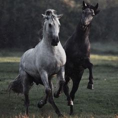 two horses are running in the grass together