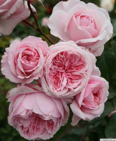 pink roses are blooming in the garden