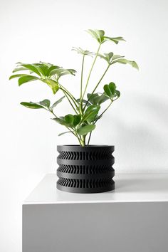 a potted plant sitting on top of a white shelf