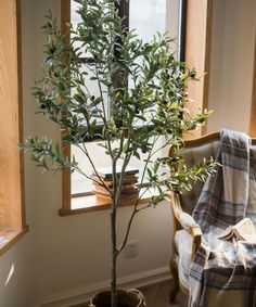 a potted olive tree in front of a window with a blanket draped over it