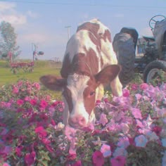 a brown and white cow standing next to pink flowers