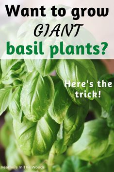 Large basil plant growing in pot on porch Growing Basil In Containers, Basil Plants In Pots, Planting Basil In Pots, Indoor Basil Plant, Basil Growing Tips, How To Grow Basil Indoors, How To Grow Basil, Regrow Basil