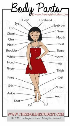 the parts of a woman's body in english