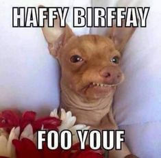 Funny Happy Birthday Wishes & Memes Happy Birthday Humorous, Funny Happy Birthday Images, Funny Happy Birthday Meme, Happy Birthday Typography, Funny Happy Birthday Wishes, Birthday Greetings Funny, Birthday Quotes Funny For Him, Funny Ecards, Birthday Wishes Funny