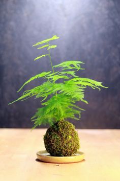 a small green plant sitting on top of a wooden table