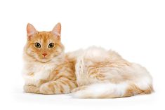 an orange and white cat laying on the ground