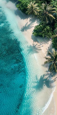 an aerial view of the beach with palm trees