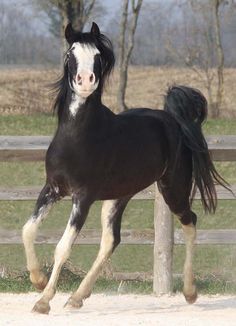 a black and white horse is running around