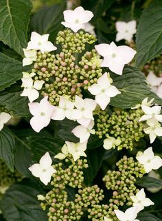 white flowers and green leaves are in the middle of a plant with dark green leaves