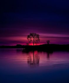 a lone tree is silhouetted against a purple sunset on the water's edge