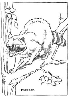 a raccoon sitting on a tree branch with its mouth open