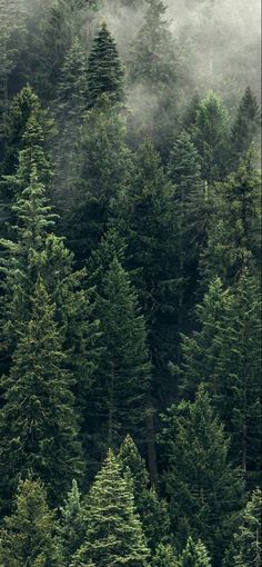 the forest is full of tall trees and fog