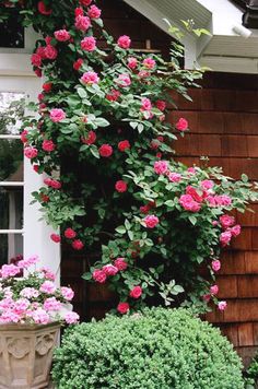 pink flowers growing on the side of a house