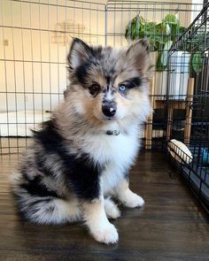 a dog sitting on the floor in front of a cage