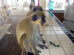 two monkeys are sitting on the edge of a tiled counter in front of some chairs