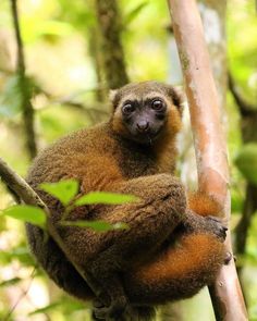 a small brown animal sitting on top of a tree branch