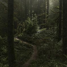 a path in the middle of a forest surrounded by tall trees