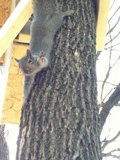 a squirrel is climbing up the side of a tree house to get into it's nest