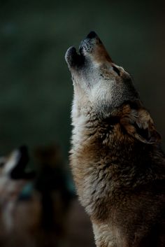 a wolf is looking up at the sky