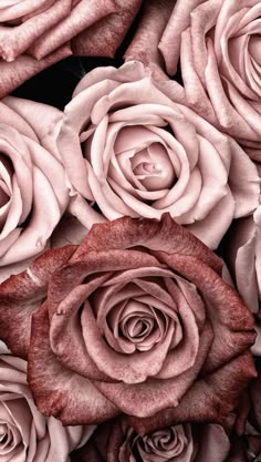 several pink roses are arranged together on a black background