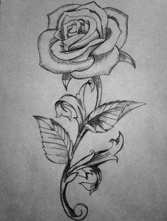 a pencil drawing of a rose with leaves