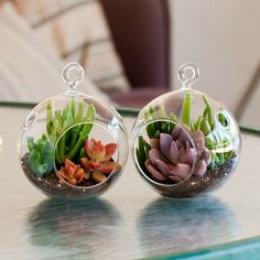 two glass vases filled with succulents on top of a table