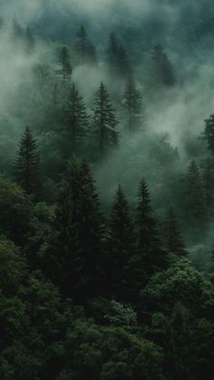 foggy forest with trees in the foreground and low lying clouds above them,