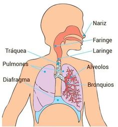 the anatomy of the human body including the lungs, bronchles, and vessels