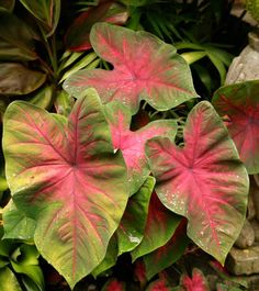 some pink and green leaves in the grass