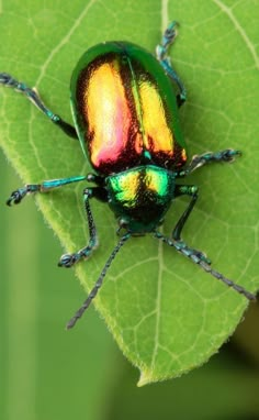 a colorful beetle sitting on top of a green leaf