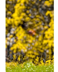 a field full of yellow flowers with trees in the background