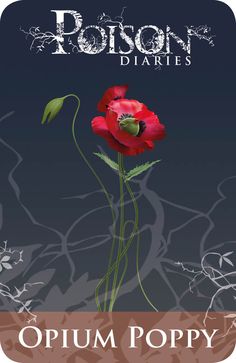 an image of a red flower with the caption's name on it, in front of a dark background