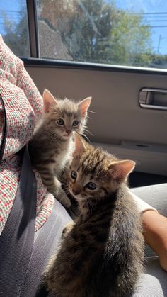 two kittens sitting in the back seat of a car