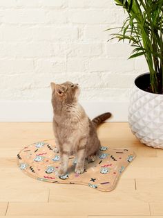 a cat standing on top of a rug next to a potted plant