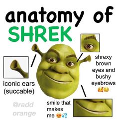 the anatomy of shrek from shrap's eyes and nose to smile that eyebrows