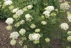 some white flowers are growing in the dirt