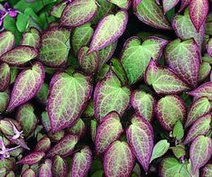 purple and green leaves are growing on the plant