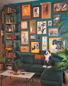 a dog sitting on top of a green couch in front of a wall filled with pictures