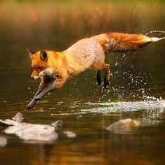 a fox jumping into the water with a fish in it's mouth