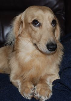 a brown dog sitting on top of a blue couch