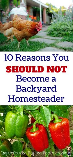 the words 10 reasons you should not become a backyard homesteader