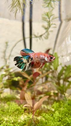 a fish that is swimming in some water next to grass and plants with bubbles on it