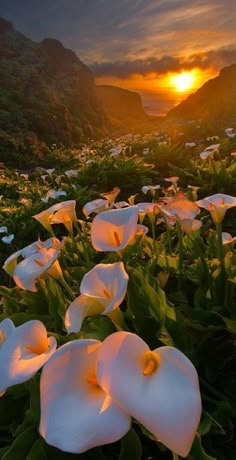 the sun is setting over some flowers in an open field with mountains and water behind it