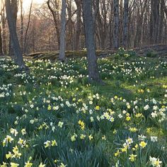 some yellow and white flowers are in the grass near trees with no leaves on them