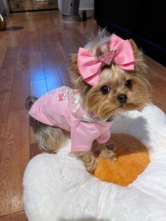 Yorkie Hairstyles Girl, Yorkie In Clothes, Yorkie Puppy Girl, Party Yorkies Puppies, Cute Fluffy Puppies, Dog Outfits, Top Dog Breeds, Breeds Of Dogs, Cute Small Dogs