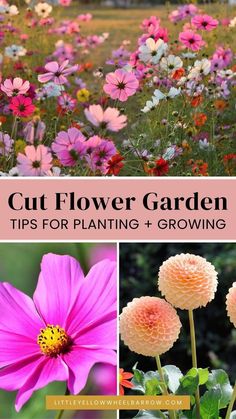 colorful flowers with text overlay that says cut flower garden tips for planting and growing