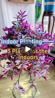 indoor planting 3 plant for the indoors