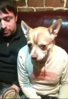 a man sitting on a couch next to a small dog wearing a hoodie and looking at the camera