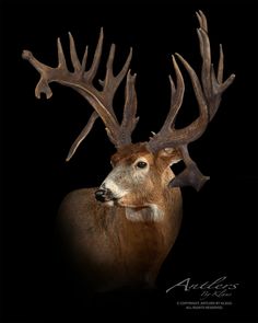 a deer with antlers on it's head is shown in front of a black background