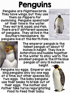 penguins are flatties birds they have wings but they use them as flippers for hair